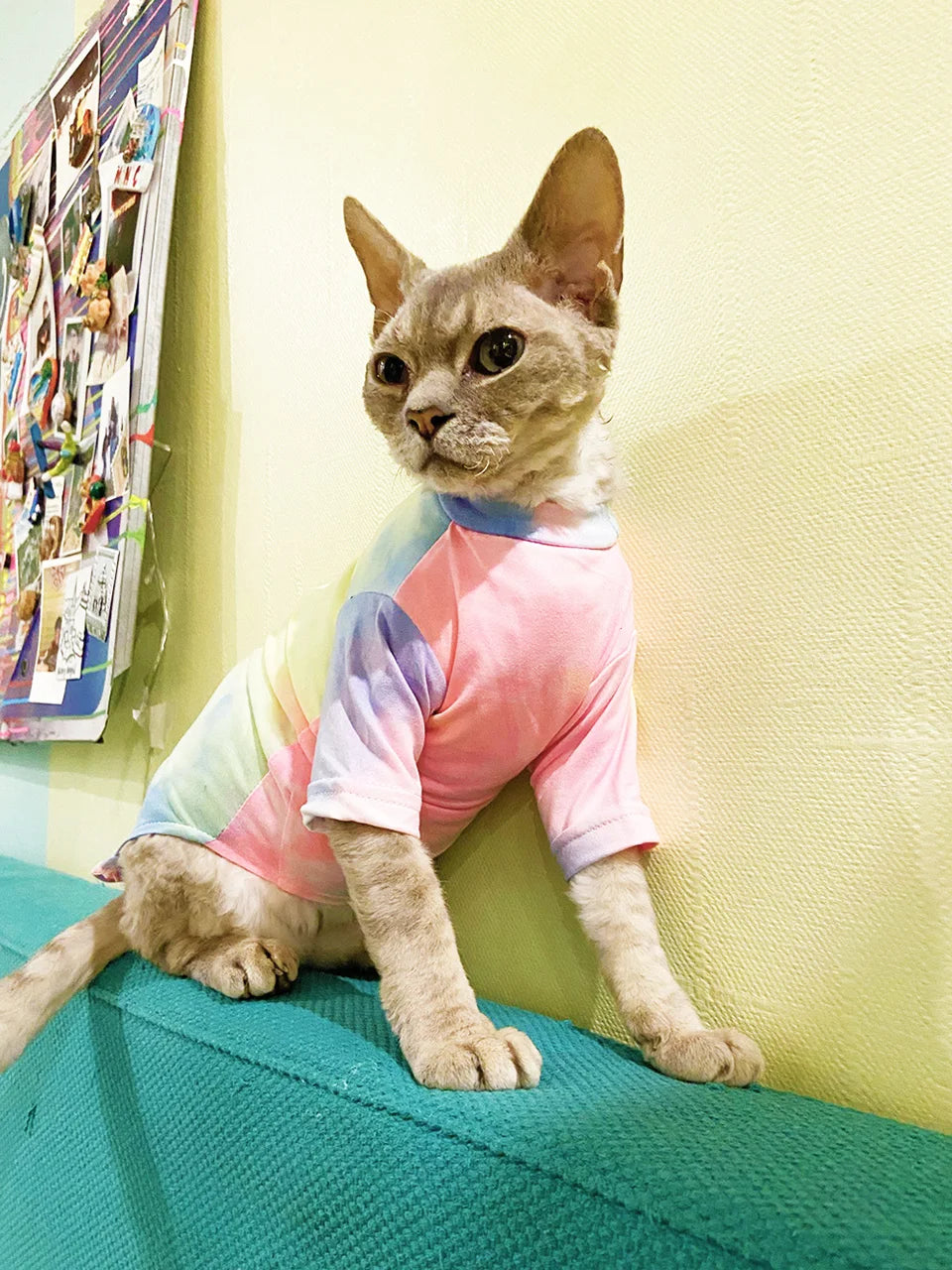 camiseta respirável para gatos - Cat Style